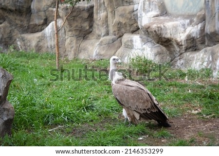 Griffon Vulture full length. Gyps fulvus. Big bird on a background of green grass. Portrait. Wildlife, Africa.