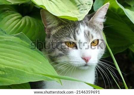 Beautiful bicolor white gray cat with yellow eyes hides among green leaves, peeks out of bushes. Feline walking in nature in summer Kat, gato, gatto, gat, katt, gato, kot, kissa, chat. Feline portrait Royalty-Free Stock Photo #2146359691