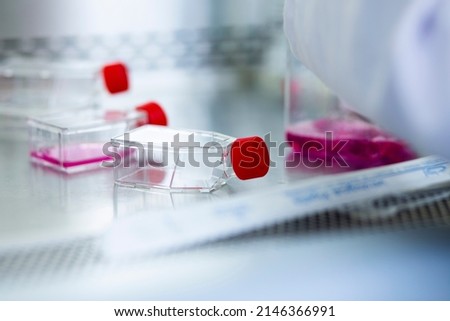 
Cell Culture and Stem Sell Culture Products tissue culture flaks cell biology laboratory equipment  Royalty-Free Stock Photo #2146366991