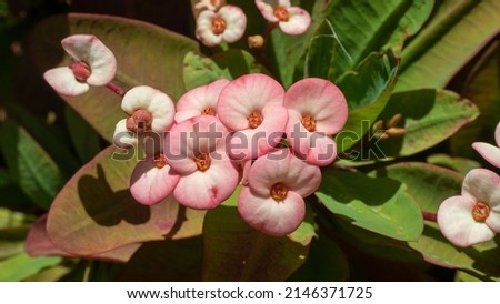 Plant with multiple pink and white flowers. Growing outdoors, sunny day. Grand cayman