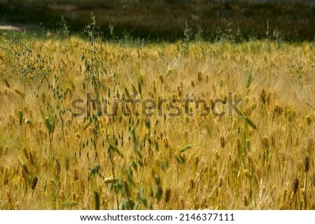 A Wheat field close up in Chincheros - Cusco - PERU