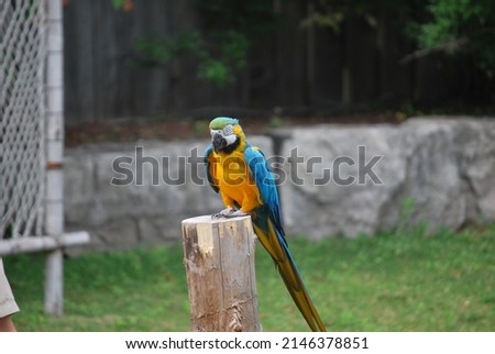 beautiful free colourful macaw parrot bird