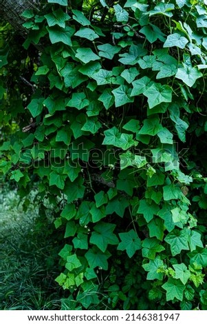 Green leaves on vines growing over tree branches in forest