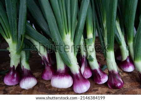 freshly harvested purple and white sweet spring onions with green stems Royalty-Free Stock Photo #2146384199