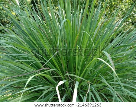 Cymbopogon citratus is a plant belonging to the grass tribe which is commonly used as a kitchen spice, and is useful as an herb for health.