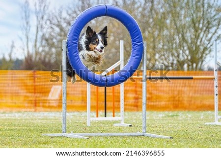 ortrait of a border collie dog mastering obstacles at an outdoor agility training arena Royalty-Free Stock Photo #2146396855