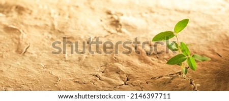 Dry desert soil with green plant seedling sprouting up from the desert. Concept displaying global warming or climate change, or other environmental issues. Royalty-Free Stock Photo #2146397711