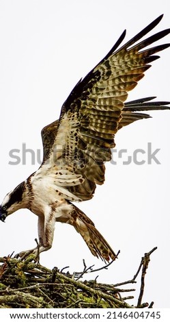 Adult male Osprey in flight over nest.