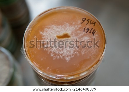 mycelium of exotic mushrooms in petri dishes. Selection and cultivation of mycelium. Mushroom cultivation around the world