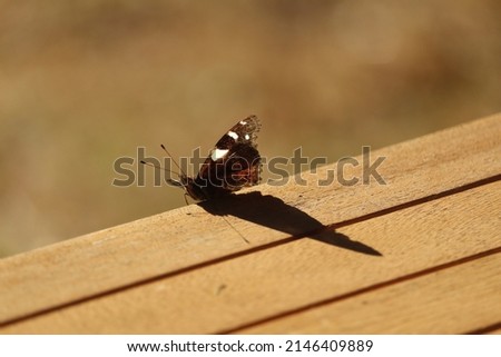 New Zealand Yellow Admiral butterfly, or kahukowhai, resting on wooden table in the sun. Butterflies are ectotherms, meaning they rely on external sources for body heat. It is casting a long shadow. Royalty-Free Stock Photo #2146409889