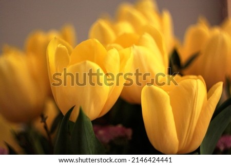 Bouquet of yellow tulips, spring mood. Selective focus. High quality photo