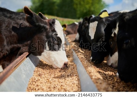 Wow this food actually tastes good this time. Shot of a herd of hungry dairy cows eating feed together outside on a farm. Royalty-Free Stock Photo #2146433775
