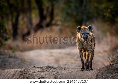 Spotted Hyena walking towards the camera in the Kruger National Park, South Africa.