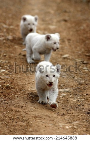 Three tiny cute white lion cubs on the move.