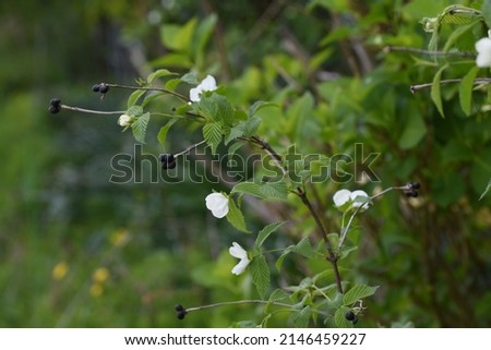 Jet bead (Rhodotypos scandens) flowers. Rosaceae deciduous shrub. White flowers bloom from April to May, and four shiny black fruits remain until spring.