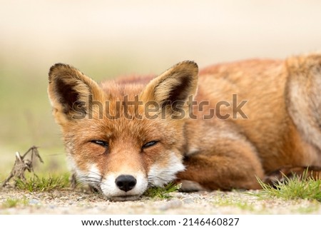 Cute Red Fox Face Close Up Lying on the Grass in A Natural Background in A National Park