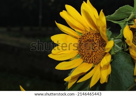 yellow colour natural black background Sunflower