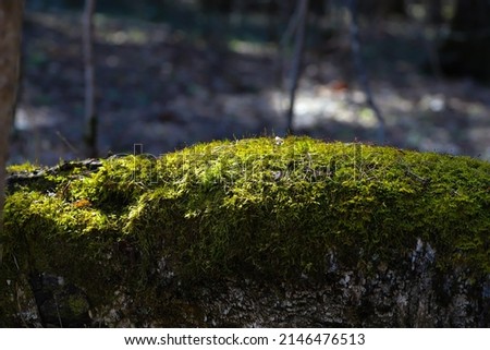 Green moss on a tree. Bryophyte in the swamps close-up in spring in April