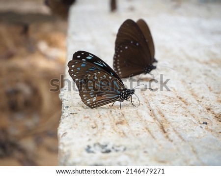 Butterfly Dark Tiger or Danaid Tirumala limniace or Triumala septentrionis septentrionis is broken wings