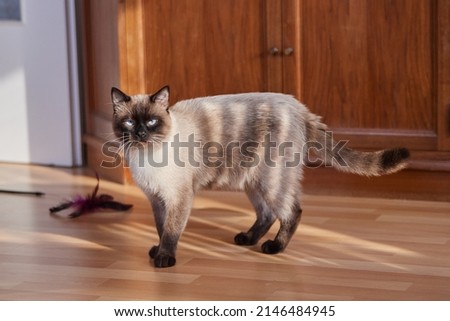 Siamese cat. A household pet. Young cat
