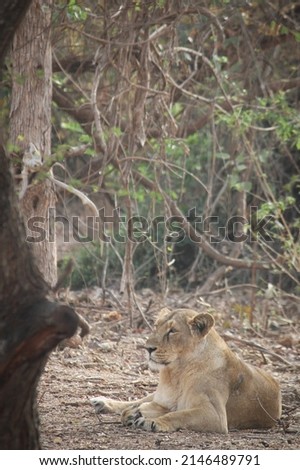 Asiatic Lioness -Clicked at Sasan Gir