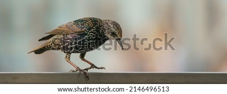 Photography of starling at the city street in  day. He sits on a fence. Theme of bird watching, wildlife and beauty of nature. Panoramic image. Defocused background