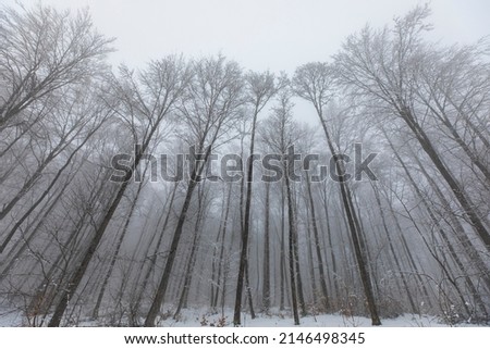 Foggy Forest in the Winter Season, Uludag Ski Centre, Bursa Turkey