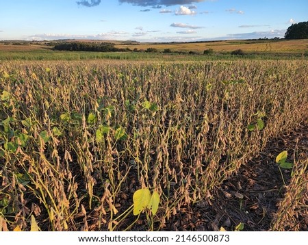 monoculture farming vegetable soybean agriculture Royalty-Free Stock Photo #2146500873