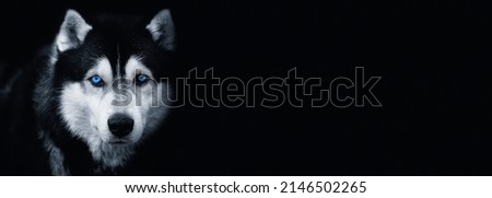 Beautiful Siberian Husky dog with blue eyes on black background.Banner. Copy space for text.Black and white photography Royalty-Free Stock Photo #2146502265