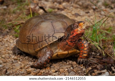 Colorful orange Three-toed box turtle  Royalty-Free Stock Photo #2146512055