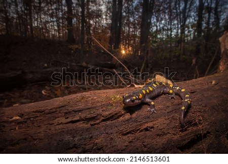 Spotted salamander wide angle in forest at sunset