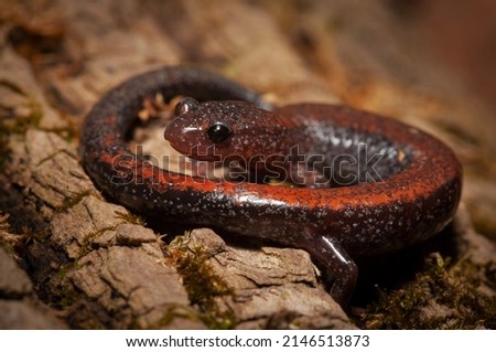 Closeup photo of a brightly colored eastern redback salamander