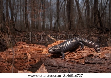 Adult marbled salamander wide angle photo in the forest