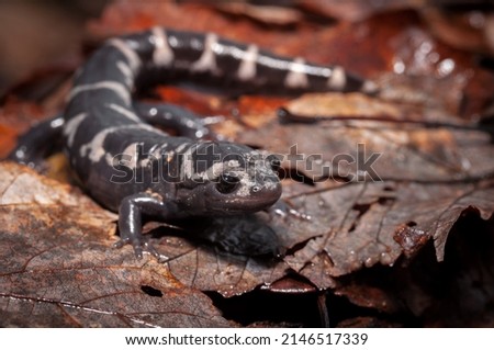 Adult marbled salamander field guide body photo on leaves