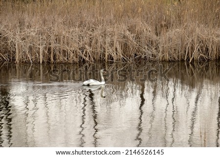 In the picture, a white swan swims smoothly near the reeds.