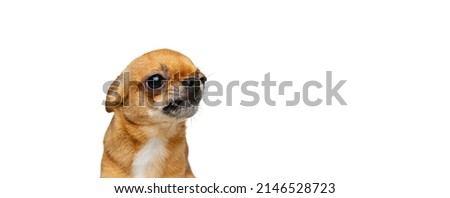 Looks angry. Studio shot of little golden color chihuahua isolated on white studio background. Concept of animal life, breeds, vet and care. Purebred small dog posing. Copy space for ad, text, design