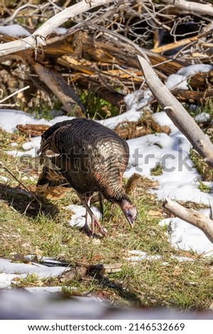 Male Wild Turkey in Winter in Utah