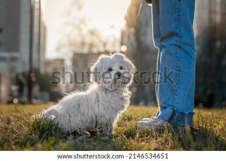 Girl with cute Maltese dog outdoors on sunny day, closeup