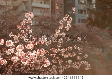 Close up of Sakura (Cherry Blossom) during the full bloom in early spring at park in Tokyo