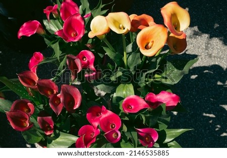 Floral background. Colorful calla lilies seen from above. Particular light.