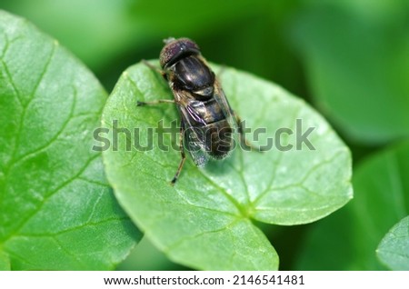 An insect with wings sits on a green leaf