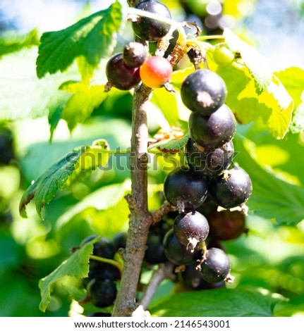 Photography on theme beautiful bush berry black currant with natural leaf under sky, photo consisting of bush berry black currant outdoors in rural, bush berry black currant in big nature farm garden