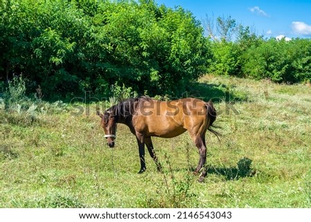 Beautiful wild brown horse stallion on summer flower meadow, equine eating green grass. Horse stallion with long mane portrait in standing position. Equine stallion outdoors, big horse equines. Royalty-Free Stock Photo #2146543043