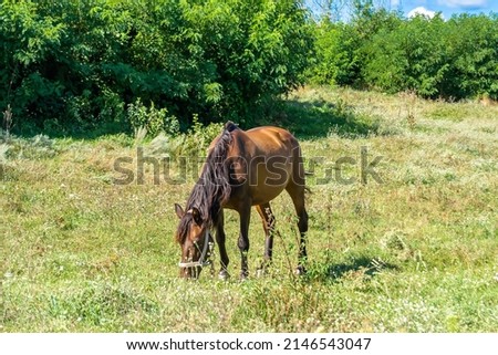 Beautiful wild brown horse stallion on summer flower meadow, equine eating green grass. Horse stallion with long mane portrait in standing position. Equine stallion outdoors, big horse equines. Royalty-Free Stock Photo #2146543047