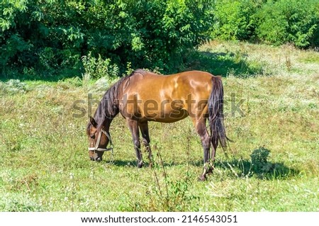 Beautiful wild brown horse stallion on summer flower meadow, equine eating green grass. Horse stallion with long mane portrait in standing position. Equine stallion outdoors, big horse equines. Royalty-Free Stock Photo #2146543051