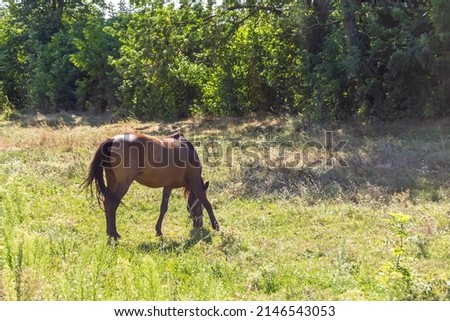Beautiful wild brown horse stallion on summer flower meadow, equine eating green grass. Horse stallion with long mane portrait in standing position. Equine stallion outdoors, big horse equines. Royalty-Free Stock Photo #2146543053