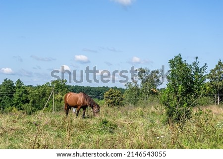Beautiful wild brown horse stallion on summer flower meadow, equine eating green grass. Horse stallion with long mane portrait in standing position. Equine stallion outdoors, big horse equines. Royalty-Free Stock Photo #2146543055