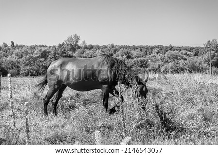 Beautiful wild brown horse stallion on summer flower meadow, equine eating green grass, horse stallion with long mane portrait in standing position, equine stallion outdoors, big horse equines Royalty-Free Stock Photo #2146543057