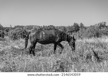 Beautiful wild brown horse stallion on summer flower meadow, equine eating green grass, horse stallion with long mane portrait in standing position, equine stallion outdoors, big horse equines Royalty-Free Stock Photo #2146543059