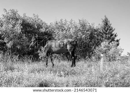 Beautiful wild brown horse stallion on summer flower meadow, equine eating green grass, horse stallion with long mane portrait in standing position, equine stallion outdoors, big horse equines Royalty-Free Stock Photo #2146543071